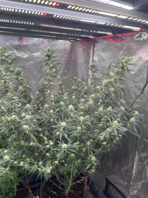 Future is here. Week 9