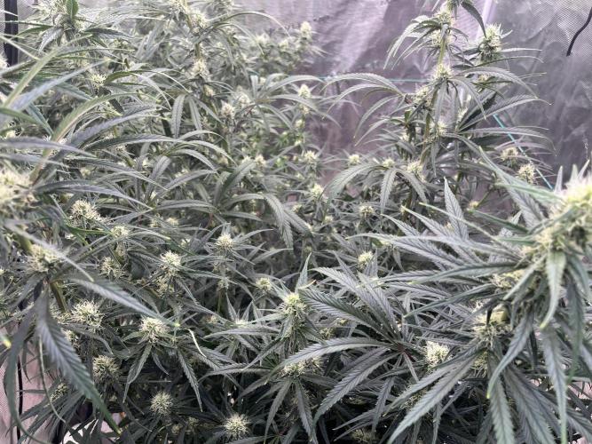 Future is here. Week 9