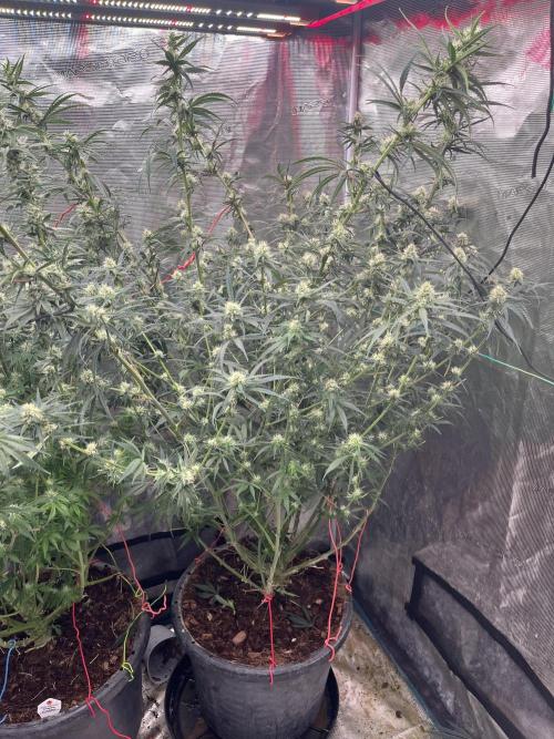 Future is here. Week 9