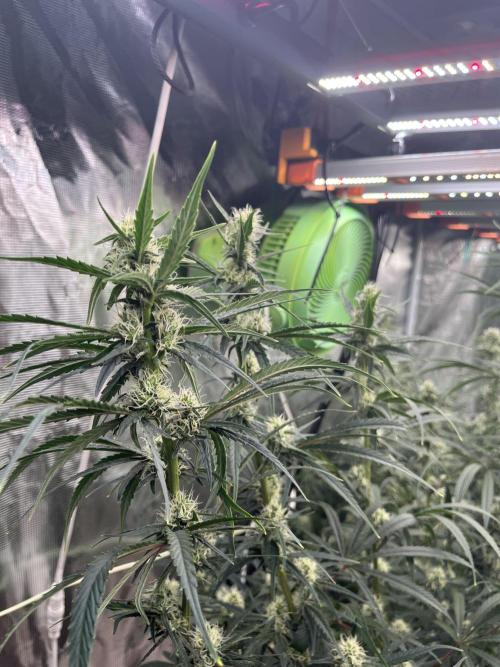 Future is here. Week 9