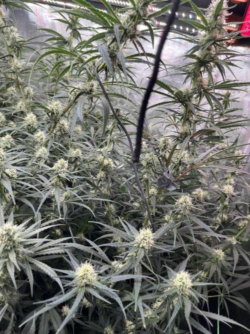 Future is here. Week 9