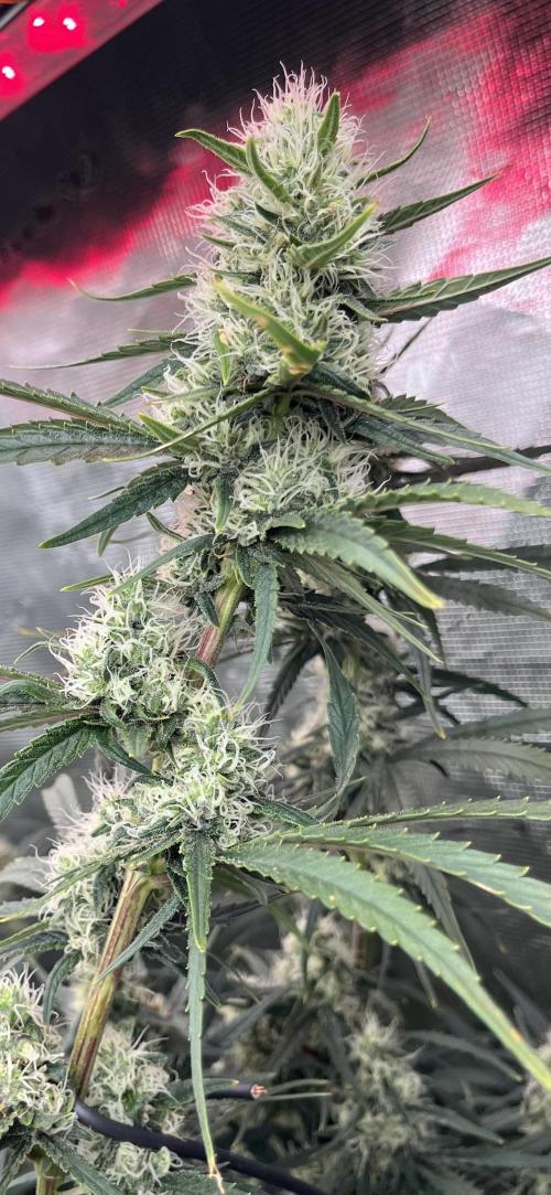 Future is here. Week 10