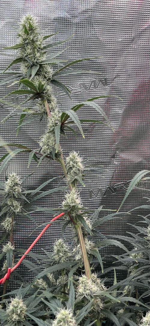 Future is here. Week 10