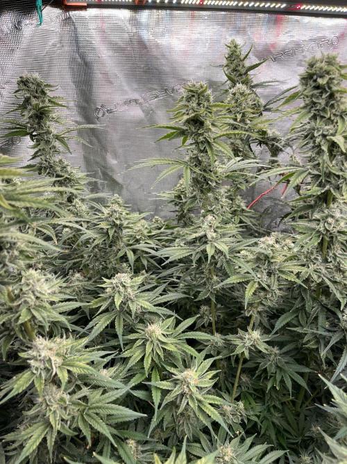 Future is here. Week 10