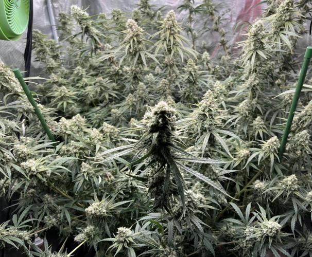 POLVORONES DE NARANJA. Week 10