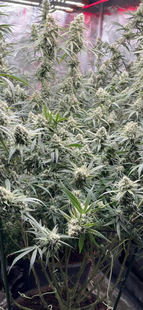 POLVORONES DE NARANJA. Week 10