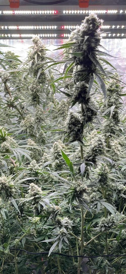 POLVORONES DE NARANJA. Week 10