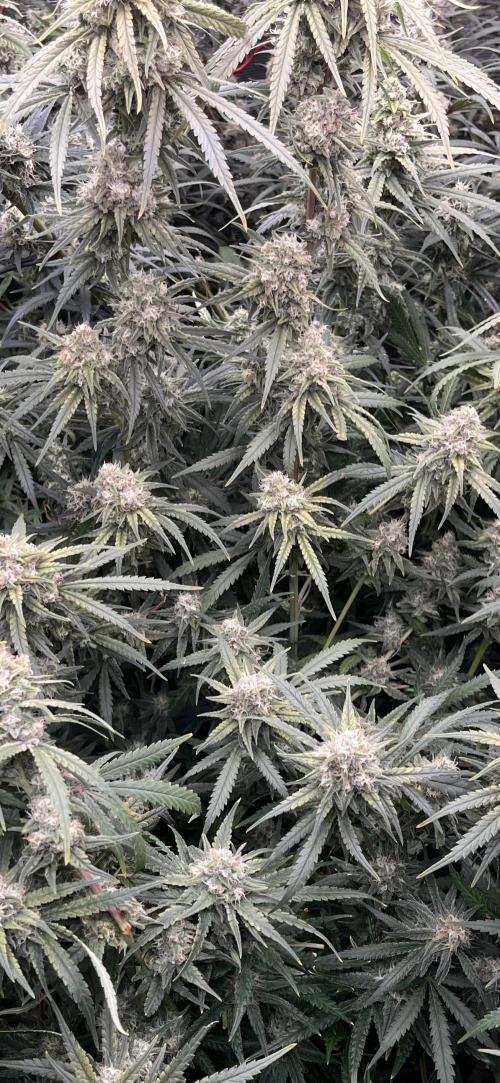 POLVORONES DE NARANJA. Week 10