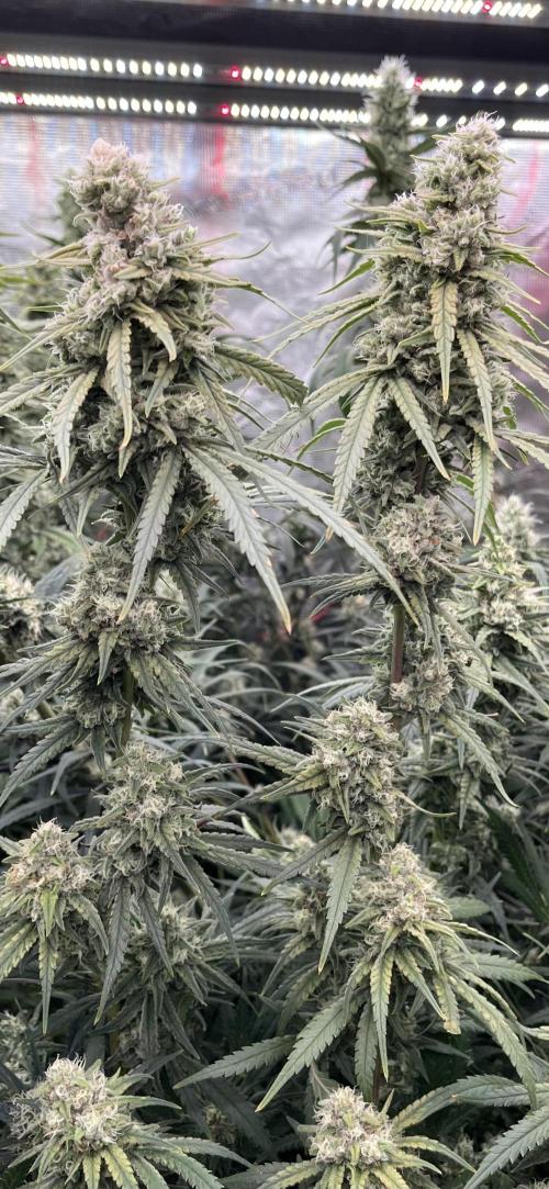 POLVORONES DE NARANJA. Week 10