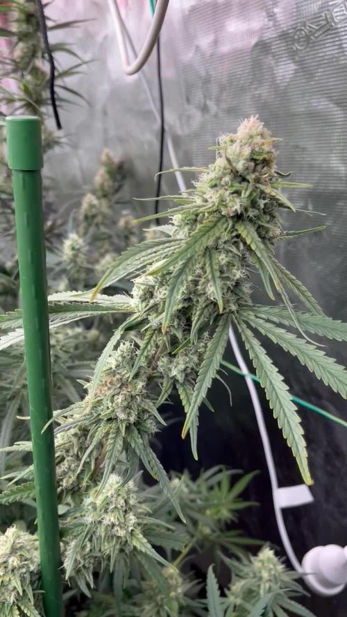 POLVORONES DE NARANJA