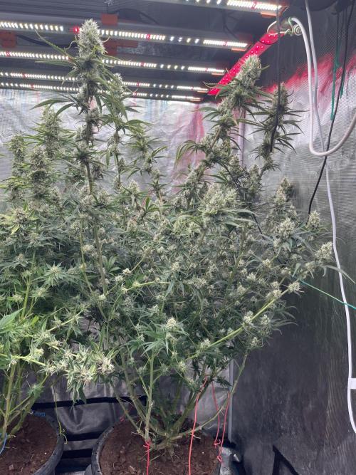 Future is here. Week 11