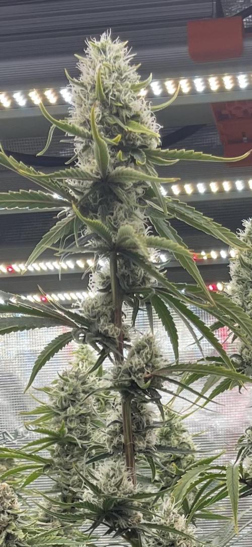 Future is here. Week 11