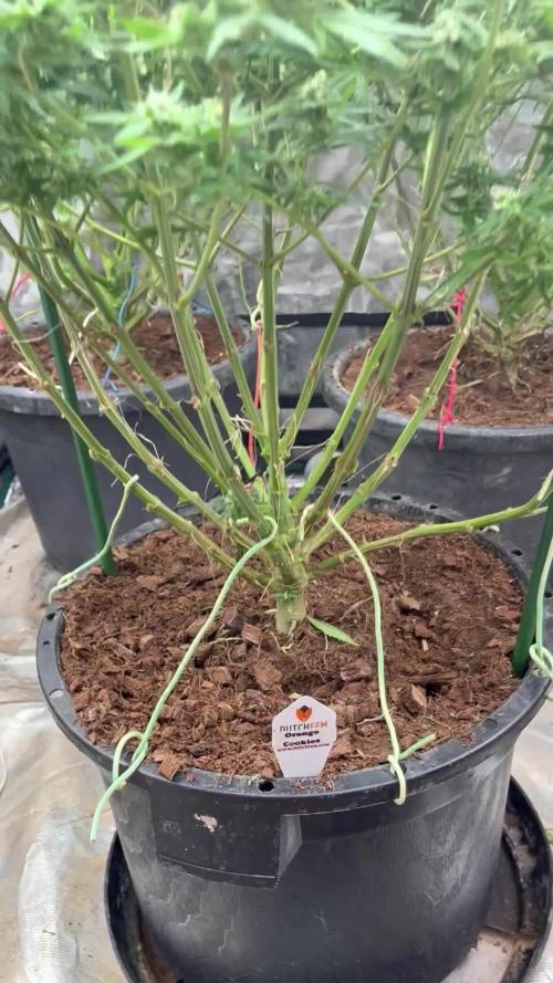 POLVORONES DE NARANJA