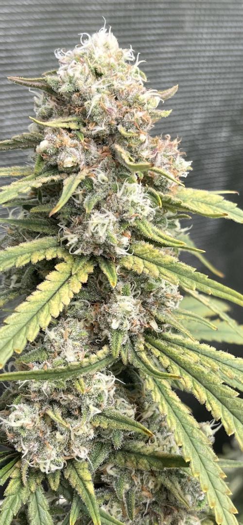 POLVORONES DE NARANJA. Week 11