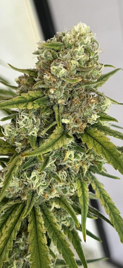 POLVORONES DE NARANJA. Week 11