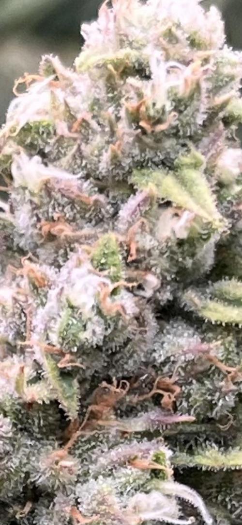 POLVORONES DE NARANJA. Week 11