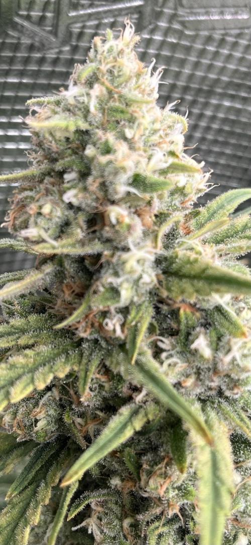 POLVORONES DE NARANJA. Week 11