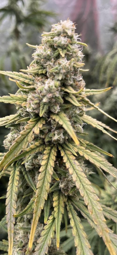 POLVORONES DE NARANJA. Week 11