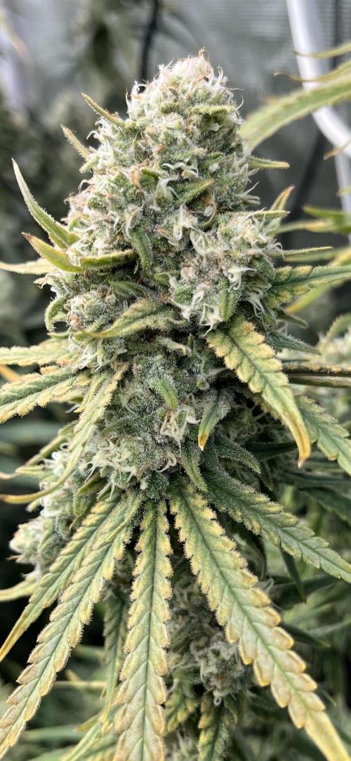 POLVORONES DE NARANJA. Week 11