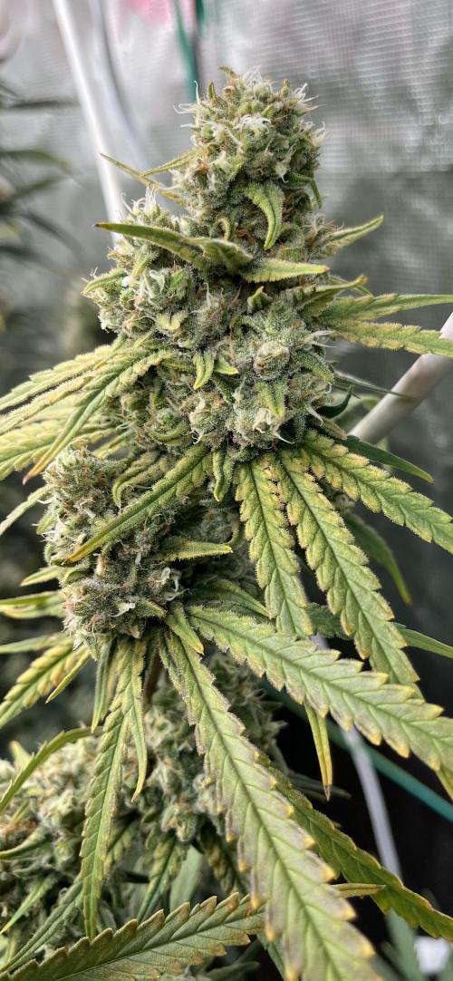 POLVORONES DE NARANJA. Week 11