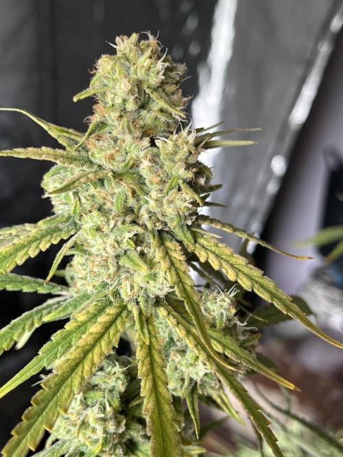 POLVORONES DE NARANJA. Week 11