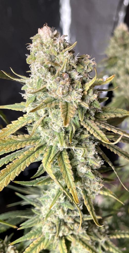 POLVORONES DE NARANJA. Week 11