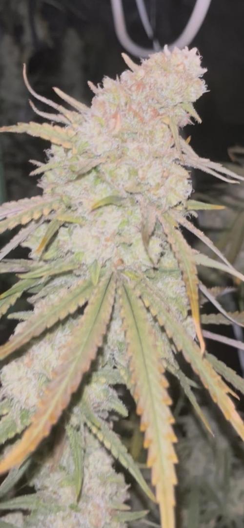 POLVORONES DE NARANJA. Week 11