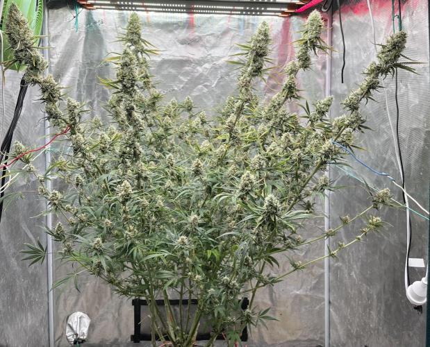 Future is here. Week 12