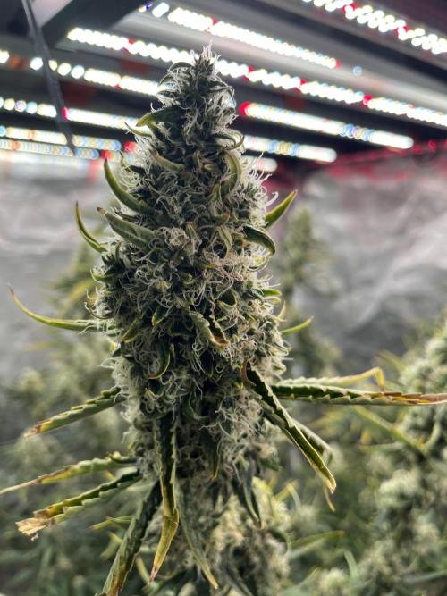 Future is here. Week 12