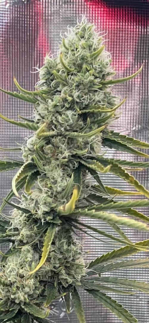 Future is here. Week 12