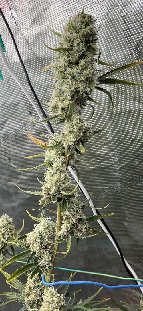 Future is here. Week 12