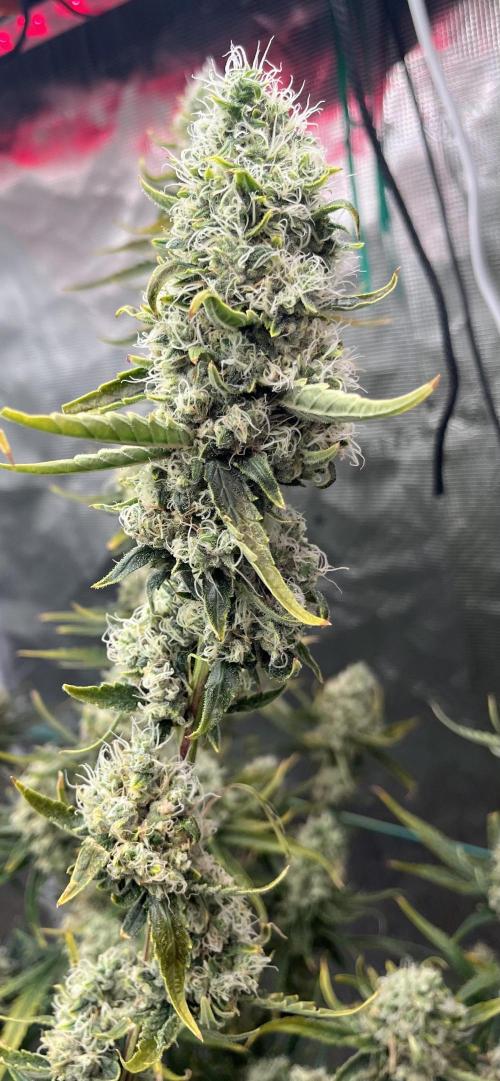 Future is here. Week 12