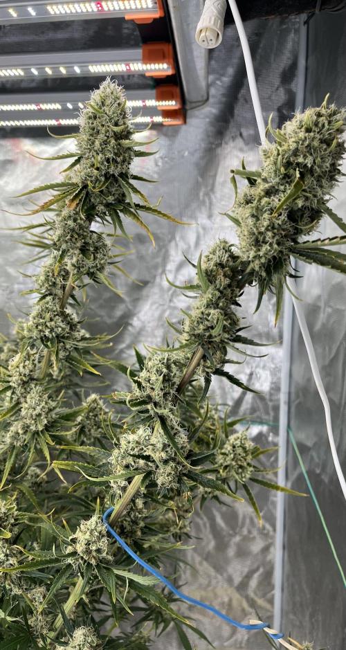 Future is here. Week 12