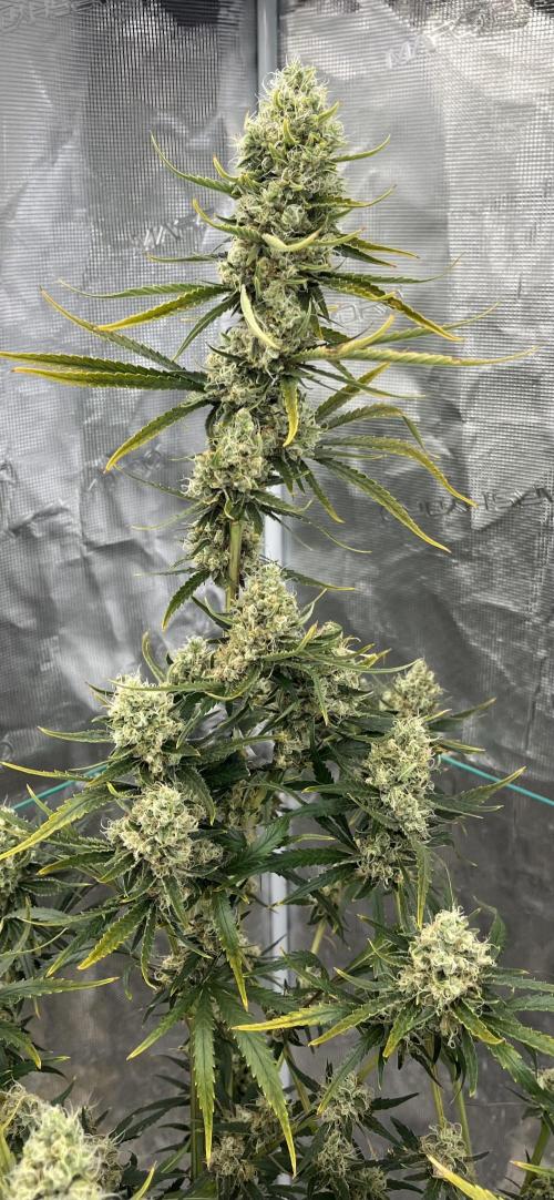 Future is here. Week 12