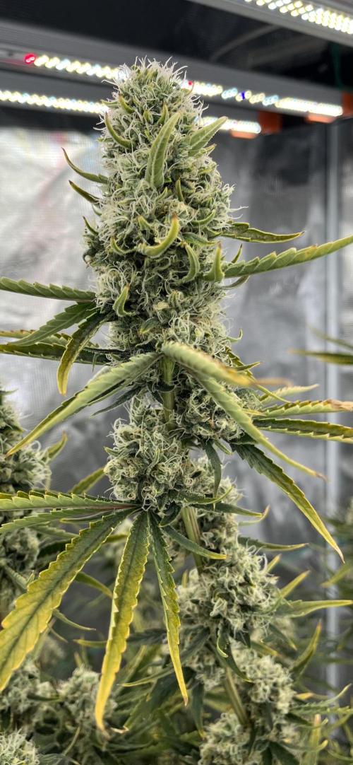 Future is here. Week 12