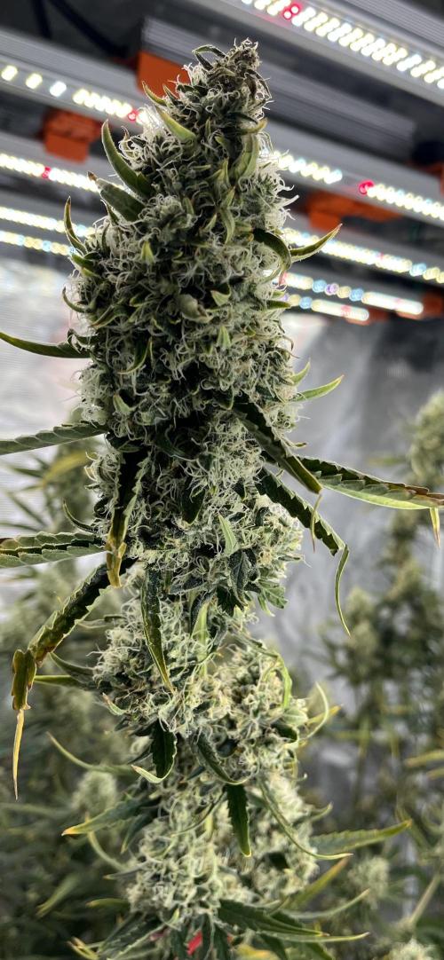 Future is here. Week 12