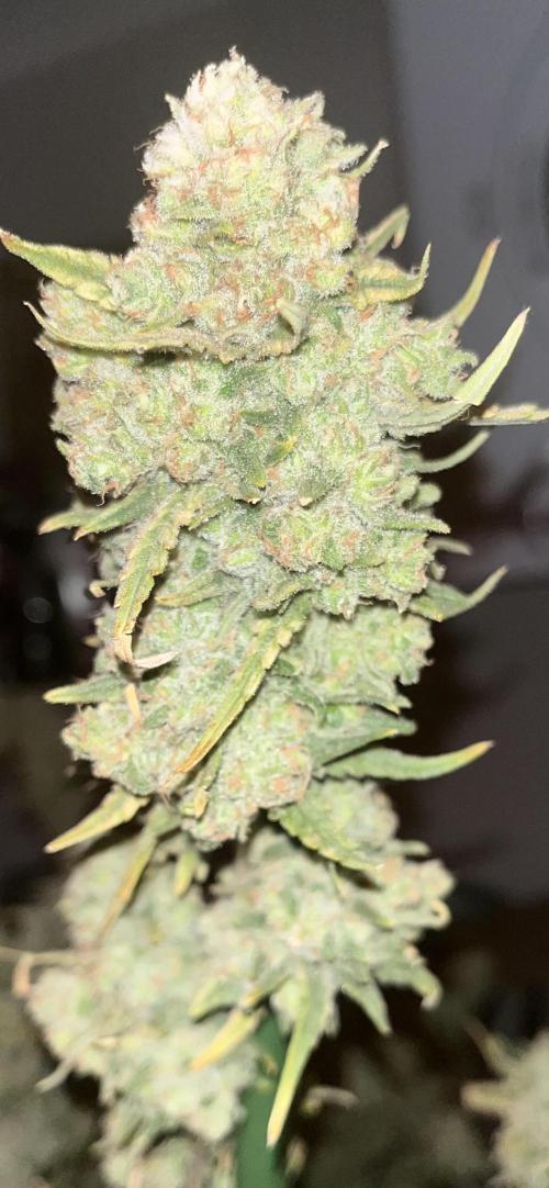 POLVORONES DE NARANJA. Week 12