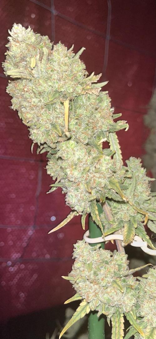 POLVORONES DE NARANJA. Week 12