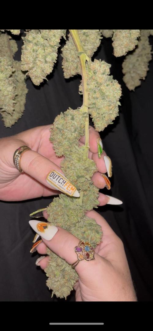 POLVORONES DE NARANJA. Week 12