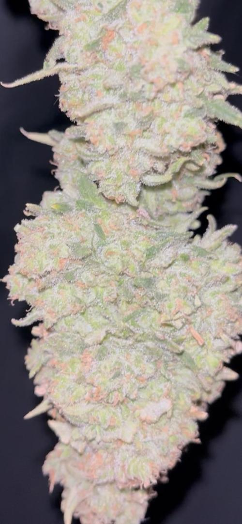 POLVORONES DE NARANJA. Week 12