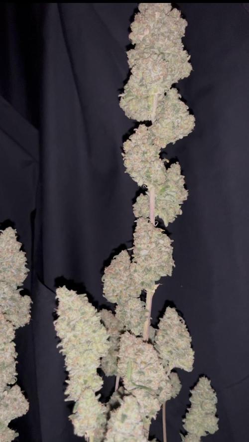 POLVORONES DE NARANJA. Week 12