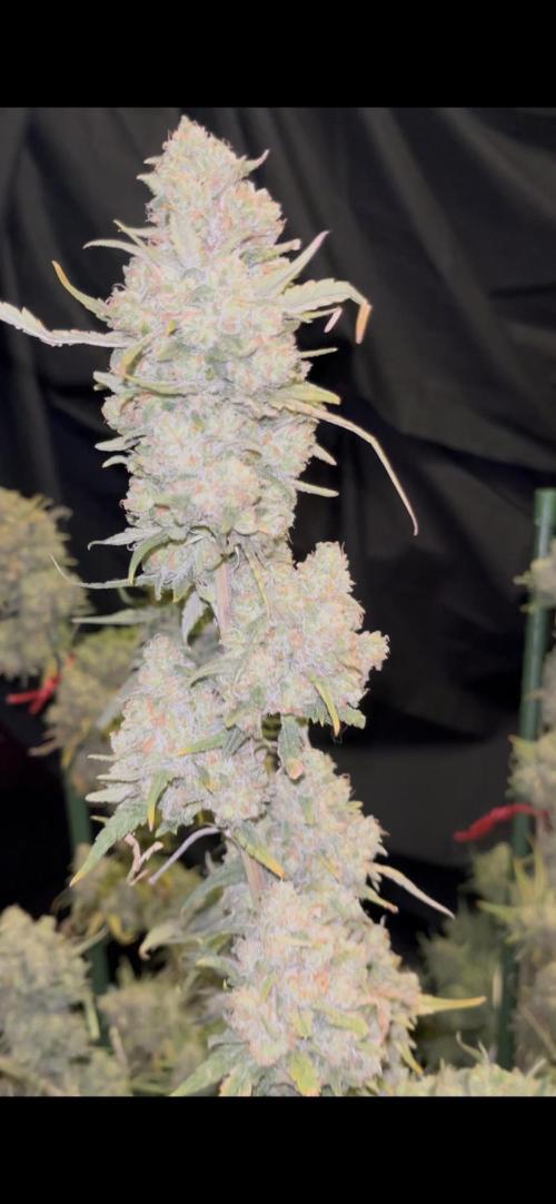 POLVORONES DE NARANJA. Week 12