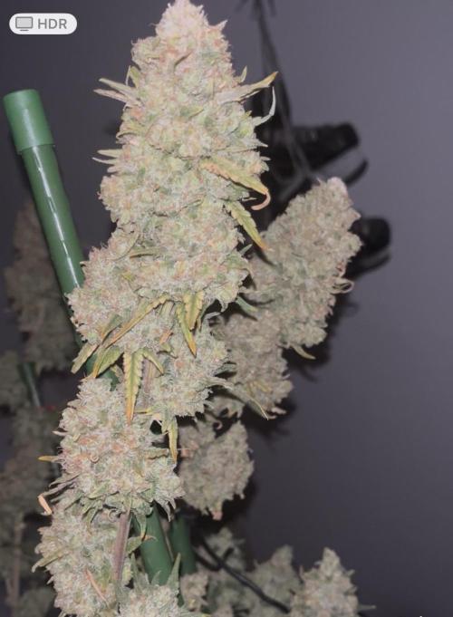 POLVORONES DE NARANJA. Week 12