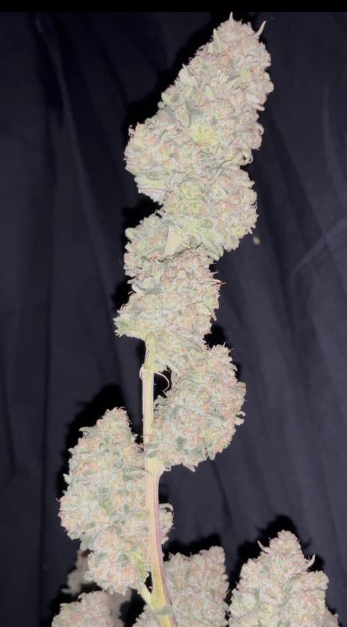 POLVORONES DE NARANJA. Week 12