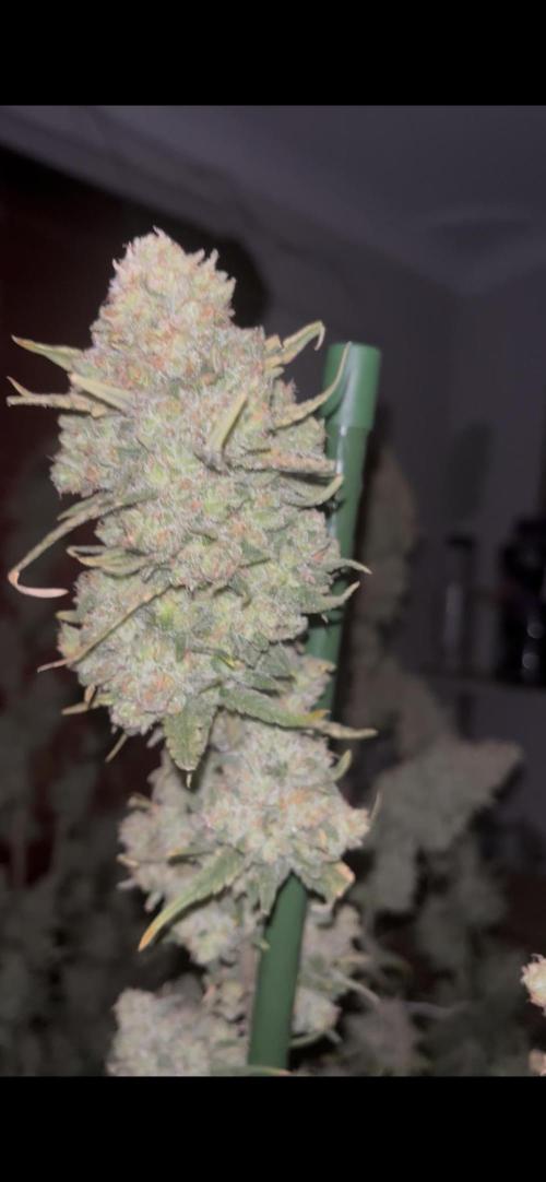 POLVORONES DE NARANJA. Week 12