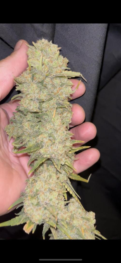 POLVORONES DE NARANJA. Week 12