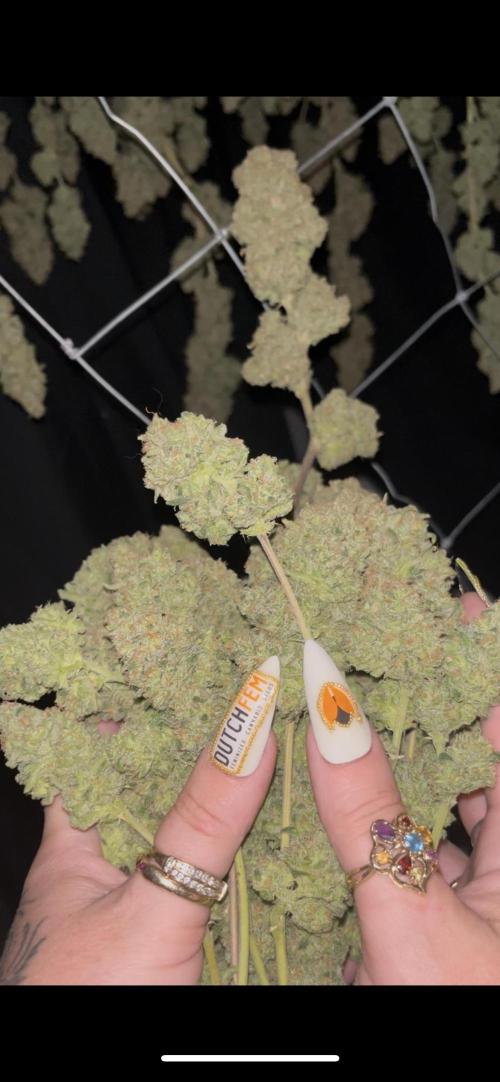 POLVORONES DE NARANJA. Week 12