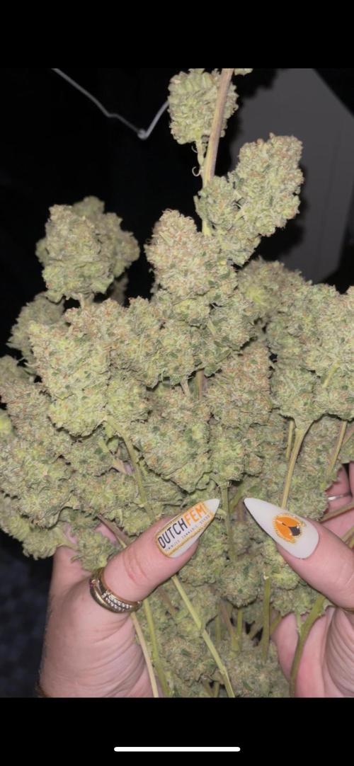 POLVORONES DE NARANJA. Week 12