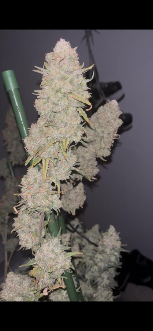 POLVORONES DE NARANJA. Week 12