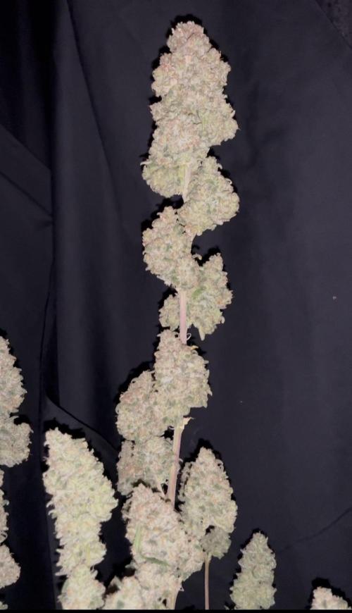 POLVORONES DE NARANJA. Week 12